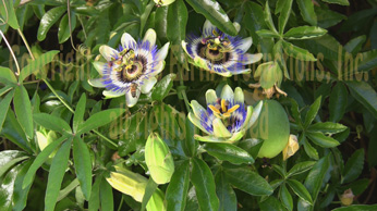 Example image from A Passion Flower Blooming™
